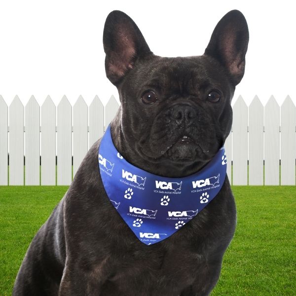 Dog in a pet bandana